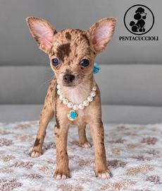 Chihuahua particolor- pagamento rate