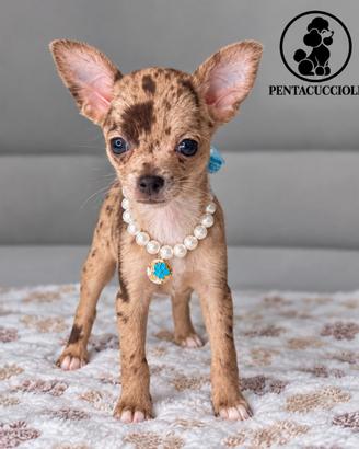 Chihuahua particolor- pagamento rate