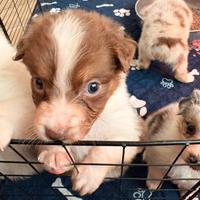 Ultima cucciola di pastore australiano /pedigree