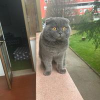 Scottish Fold Maschio