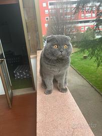 Scottish Fold Maschio