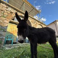 Asino di 6 mesi