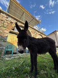 Asino di 6 mesi