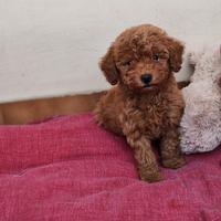 Barboncino toy maschio