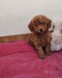 Barboncino toy maschio