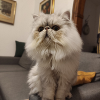 Gatto persiano chinchilla