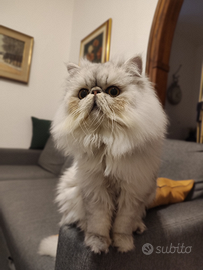 Gatto persiano chinchilla