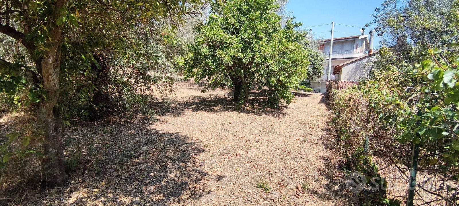 TERRENO 2430mQ ULIVETO,AGRUMETO,QUERCE,FICHI,NOCI - Vista 5