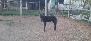 Pony