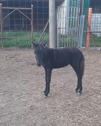 Pony