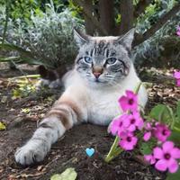 Gatta Simil Siamese