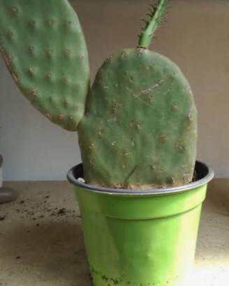 Pianta di Fico d’india (singola pala)