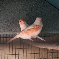 Coppia canarini Mosaico