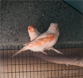 Coppia canarini Mosaico