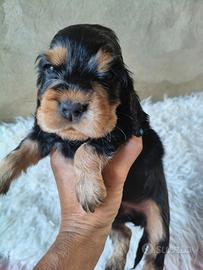 Cocker inglese con pedigree Enci