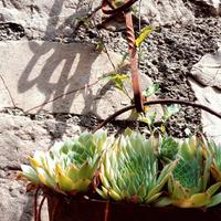 Paiolo con catena e piante