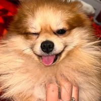Accoppiamento volpino di pomerania