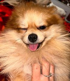 Accoppiamento volpino di pomerania