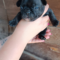 Cuccioli di bouledogue francese