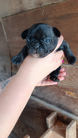 Cuccioli di bouledogue francese