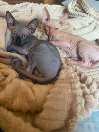 Maschietti di gatto Sphynx