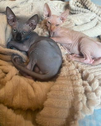 Maschietti di gatto Sphynx