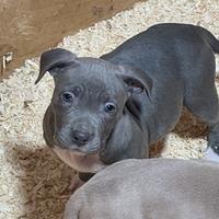 Cuccioli pitbull