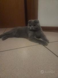 Gatta scottish fold per accoppiamento