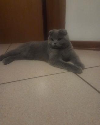 Gatta scottish fold per accoppiamento