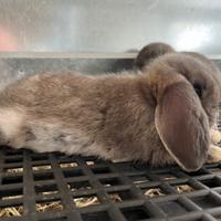 Meravigliosi cuccioli MINILOP FATA PERLATA