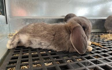 Meravigliosi cuccioli MINILOP FATA PERLATA