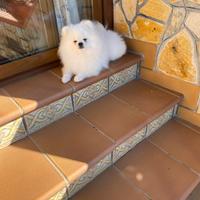 Spitz Pomerania per monta