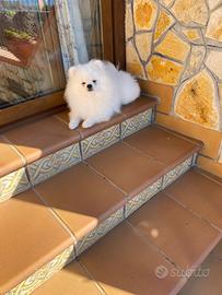 Spitz Pomerania per monta