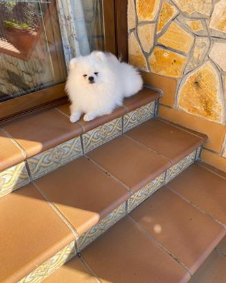 Spitz Pomerania per monta