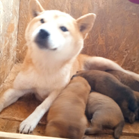 In blocco Shiba Inu riproduttivi