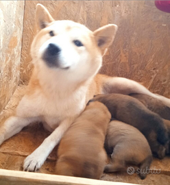 In blocco Shiba Inu riproduttivi