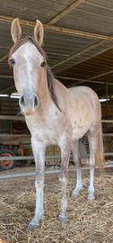 Puledro Cavallo