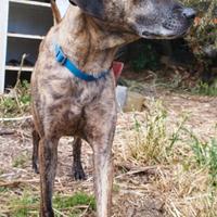 Maschio simil cane lupo