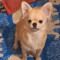 Chihuahua pelo lungo maschio