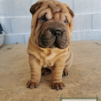 Cuccioli di Shar Pei con Pedigree