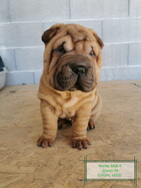 Cuccioli di Shar Pei con Pedigree