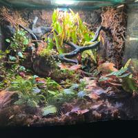 Teche bioattivi, terrari bio attivi