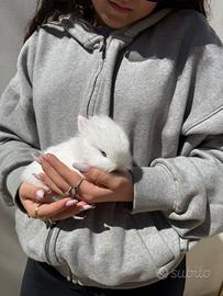 Dolcissimi coniglietti testa di leone