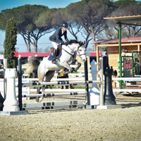 Cavallo italiano 8 anni salto ostacoli