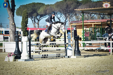 Cavallo italiano 8 anni salto ostacoli