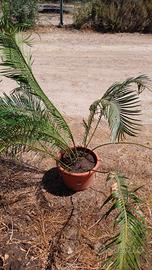 piante