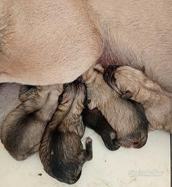 Cuccioli Cane Corso leggere bene