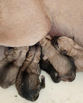 Cuccioli Cane Corso leggere bene