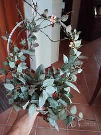Hoya krohniana eskimo 