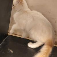 Micetti & Micioni Teneroni - 2 mesi